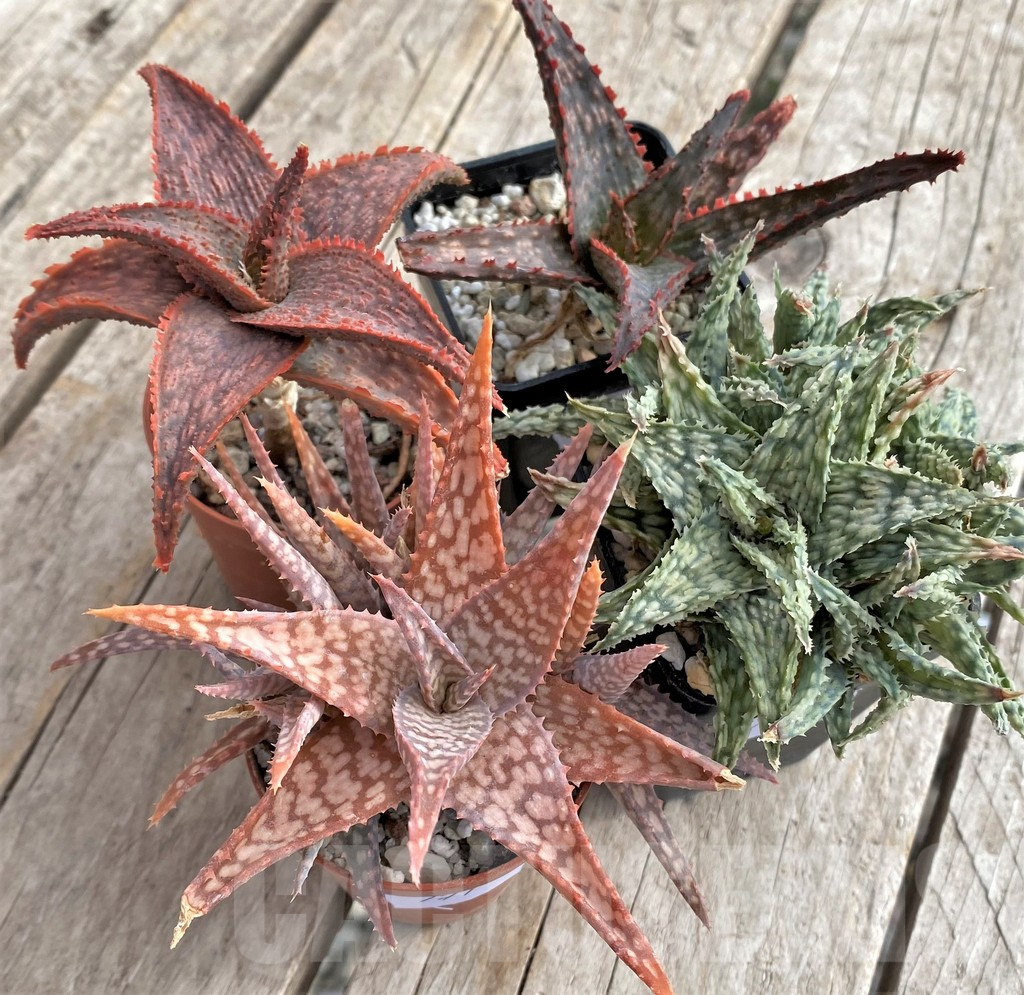 SET171 Aloe hybrid mix