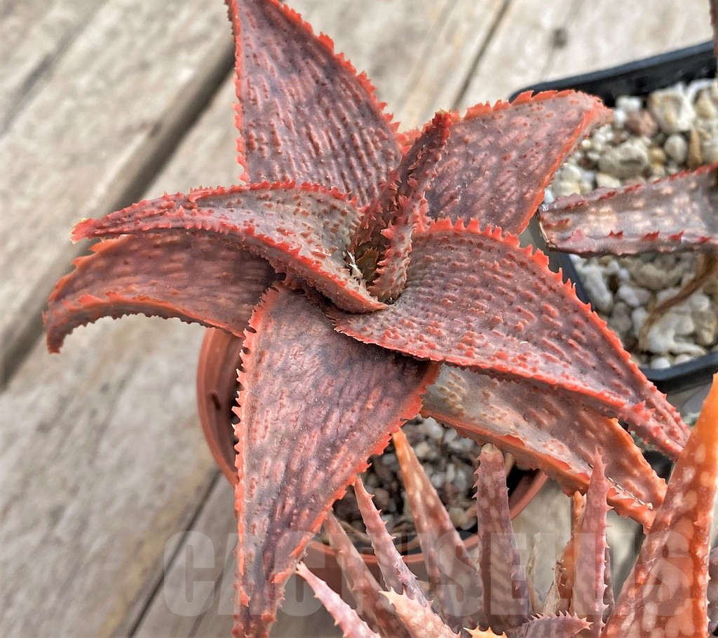 SET171 Aloe hybrid mix - Image 3