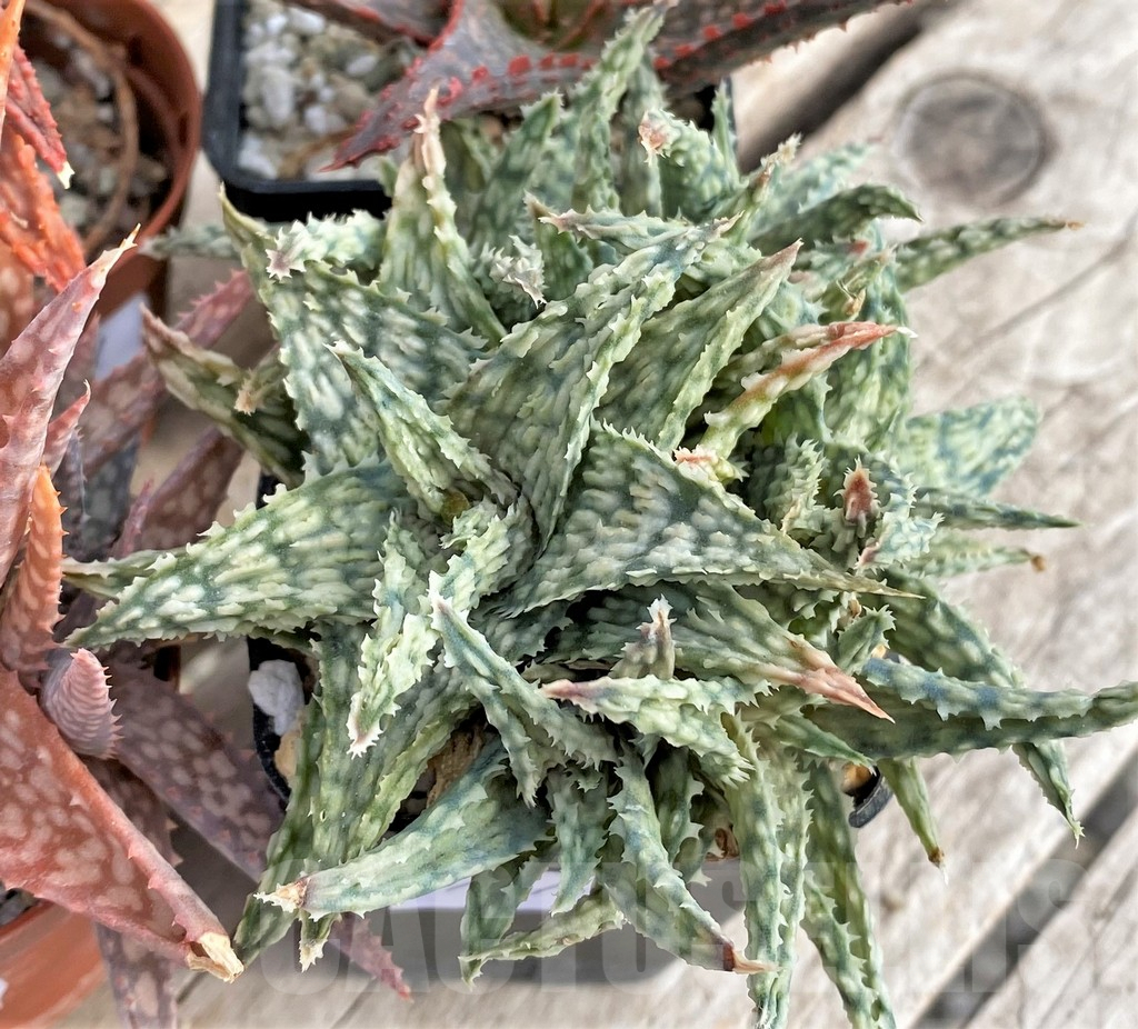 SET171 Aloe hybrid mix - Image 4