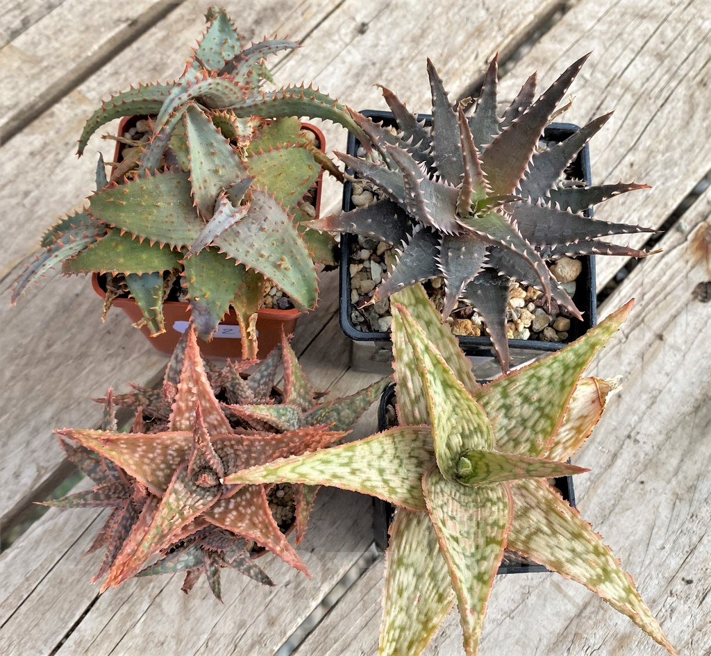 SET172 Aloe hybrid mix