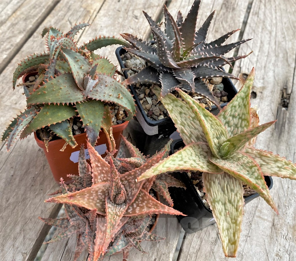 SET172 Aloe hybrid mix - Image 2