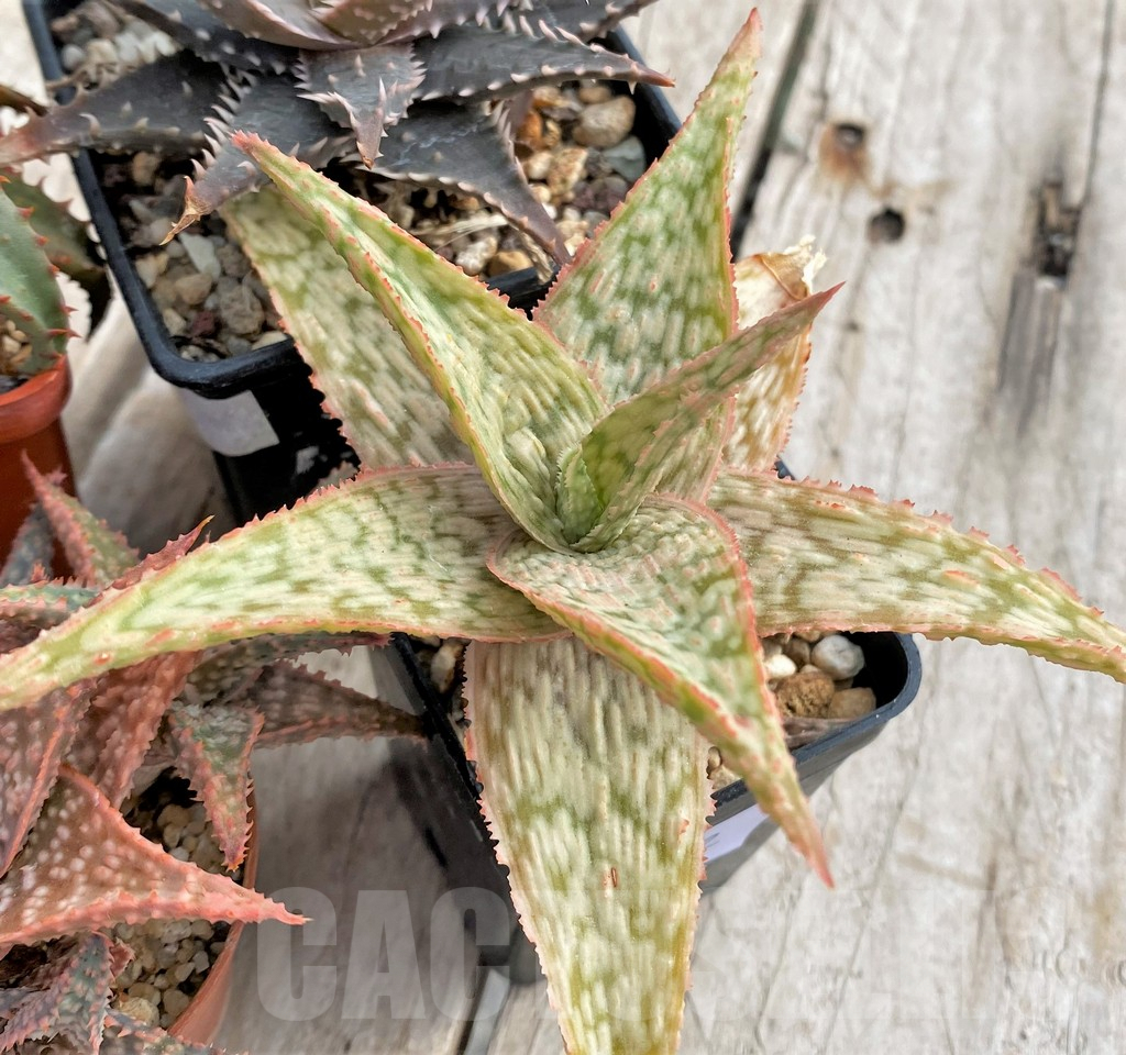 SET172 Aloe hybrid mix - Image 3