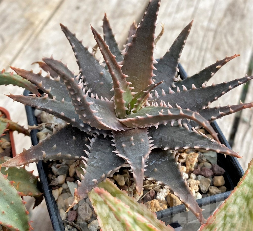 SET172 Aloe hybrid mix - Image 4