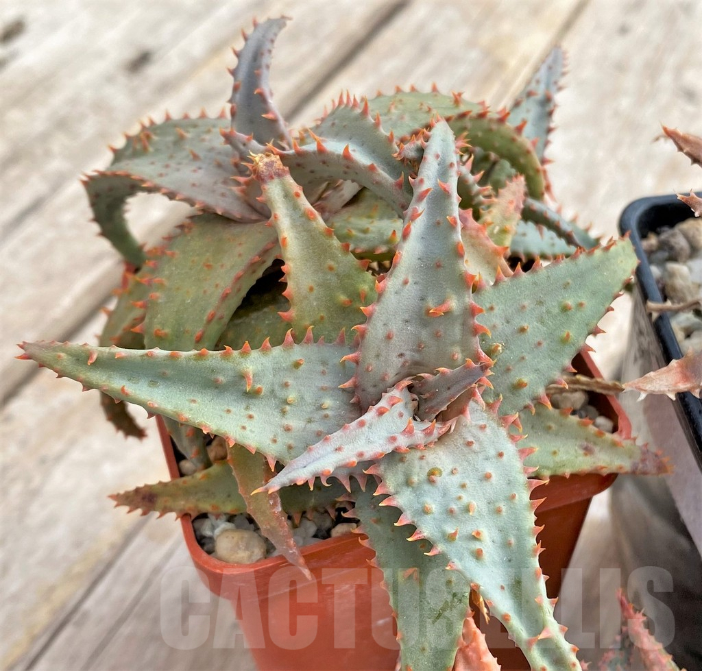 SET172 Aloe hybrid mix - Image 5