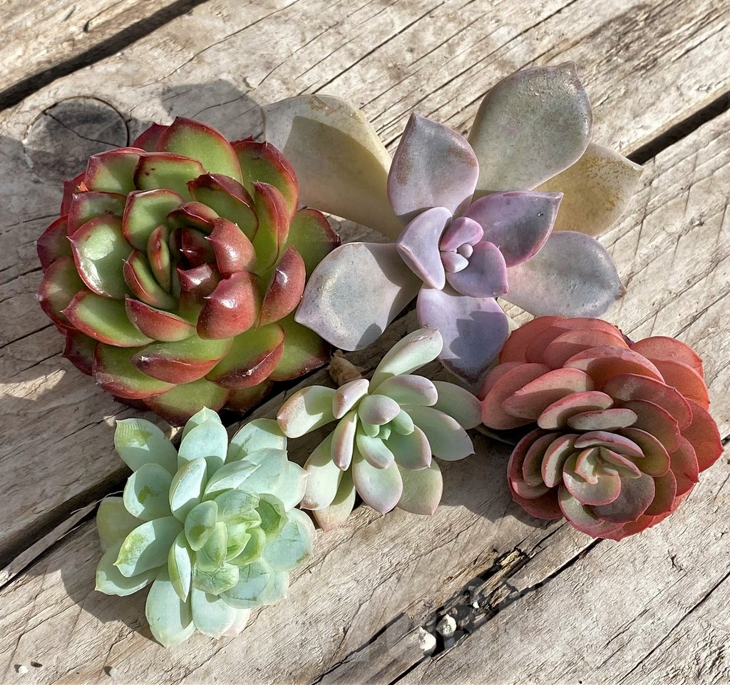 SL34585 Echeveria mix, cuted