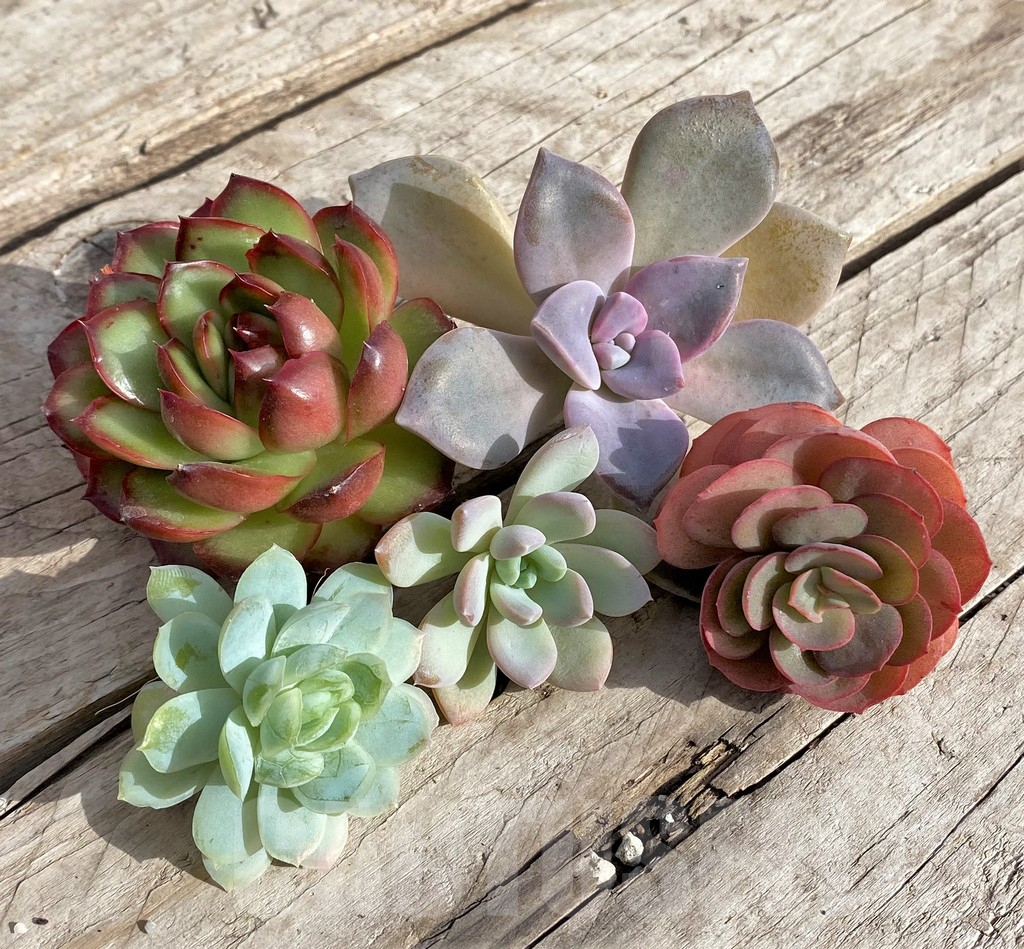 SL34585 Echeveria mix, cuted - Obrázek 2