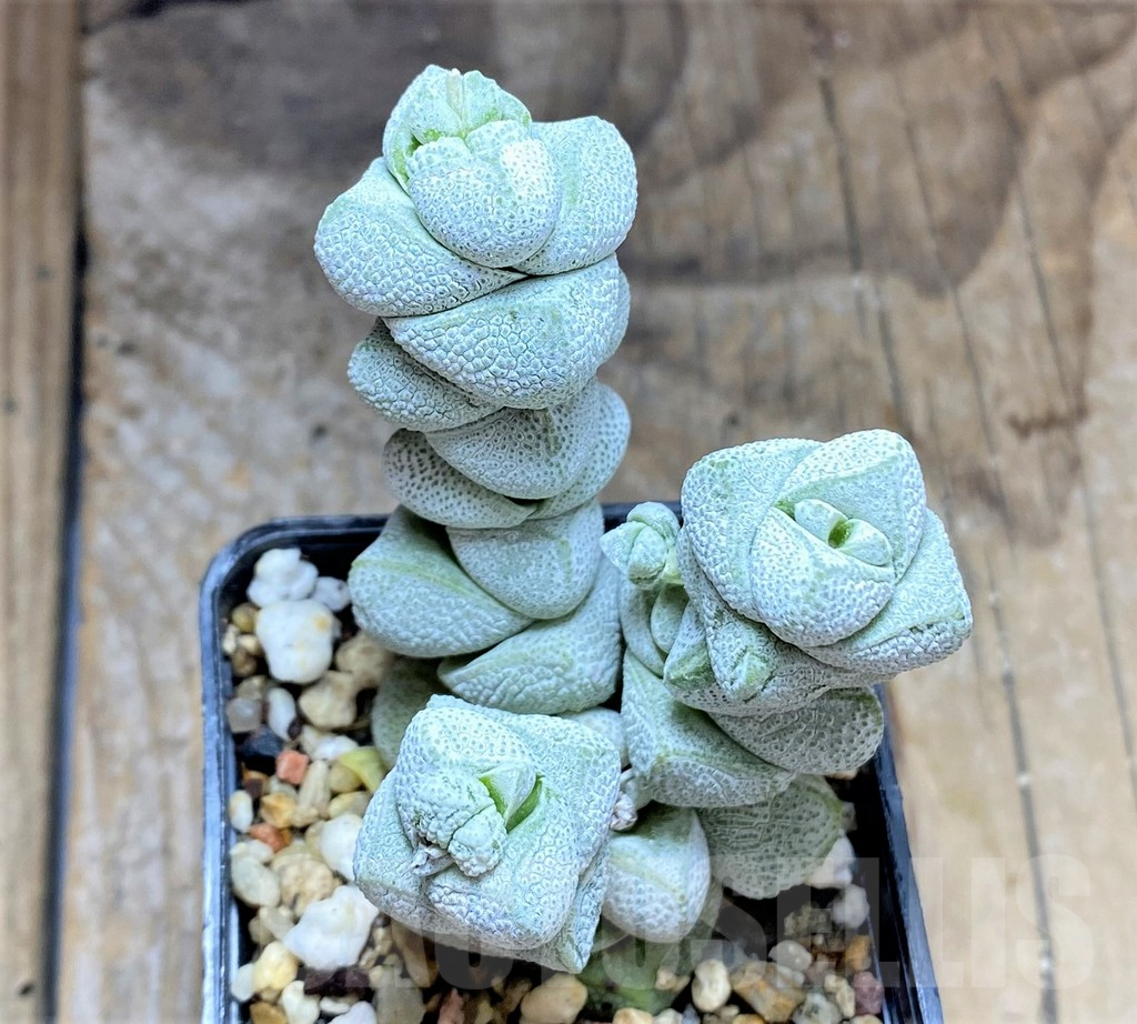 SHPR34586 Crassula deceptor