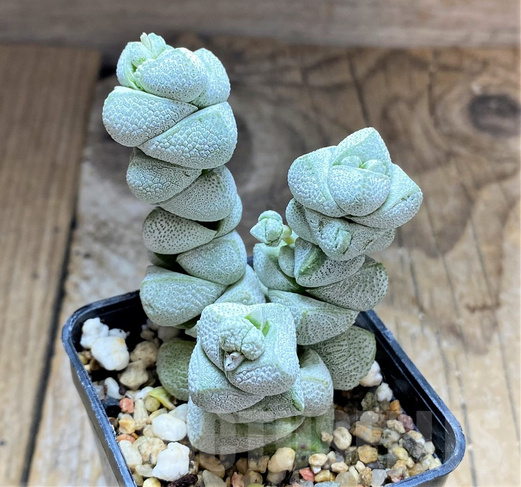 SHPR34586 Crassula deceptor - Image 2