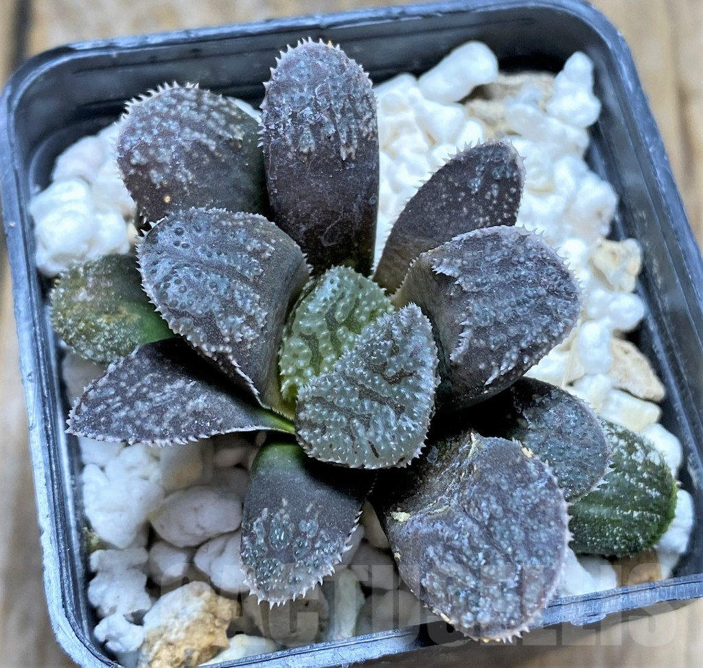 SHPR34587 Haworthia ‘Mordor’