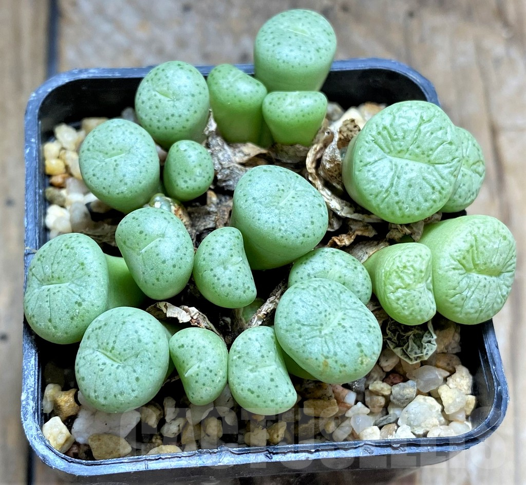 SHPR34597 Conophytum calitzdorpense