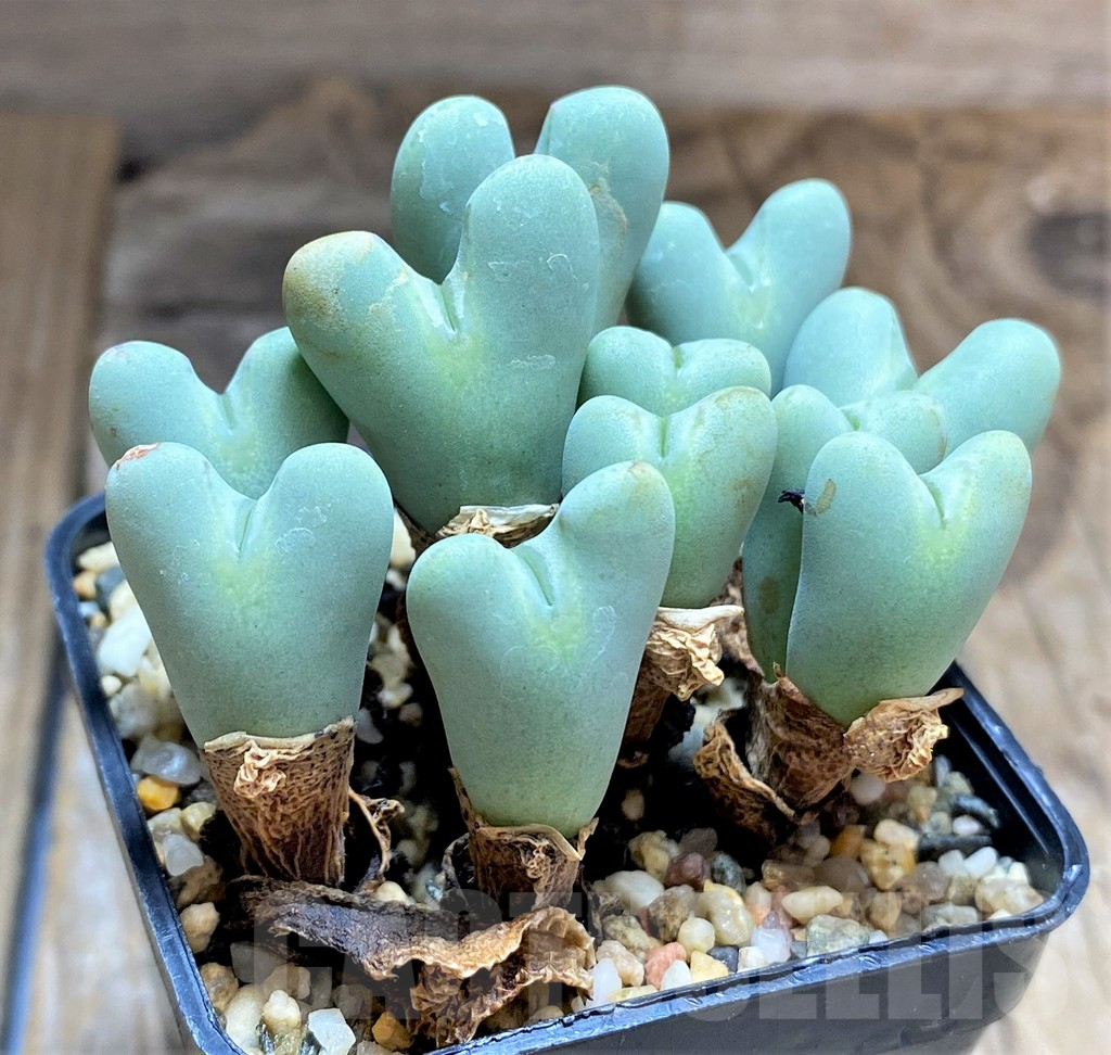 SHPR34598 Conophytum frutescens