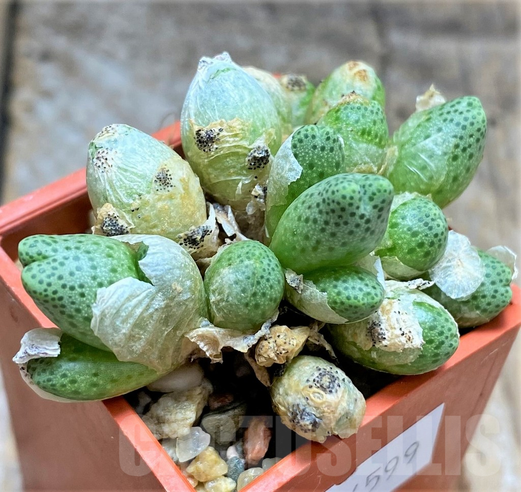 SHPR34599 Conophytum marginatum v. karamoepense