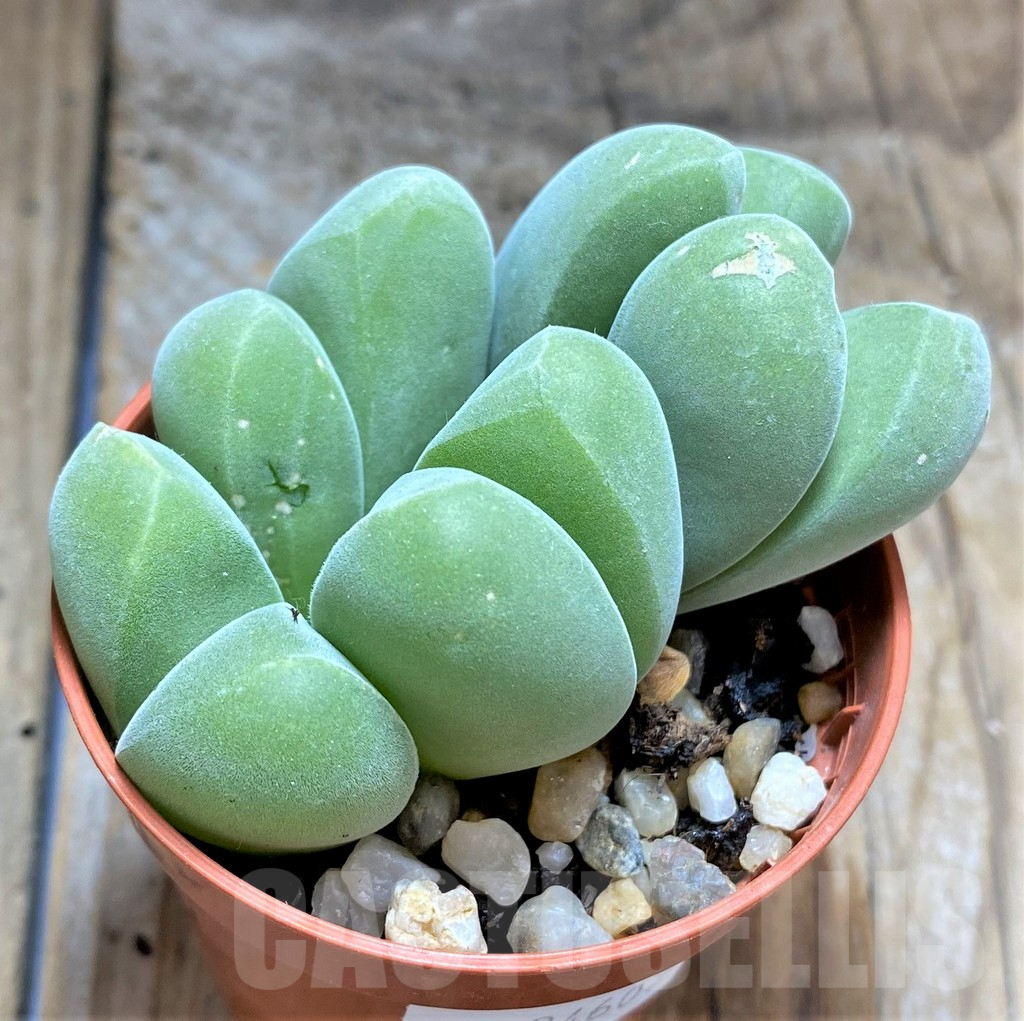 SHPR34602 Vanheerdea divergens - Imagen 2