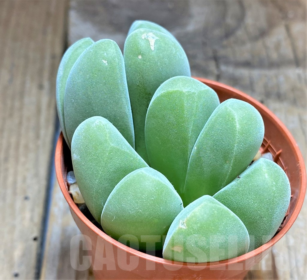 SHPR34602 Vanheerdea divergens