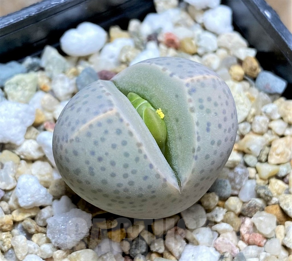 SHPR34603 Dinteranthus wilmotianus -Geelkop-