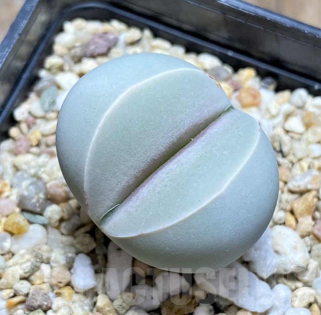 SHPR34605 Dinteranthus wilmotianus ssp. impunctatus