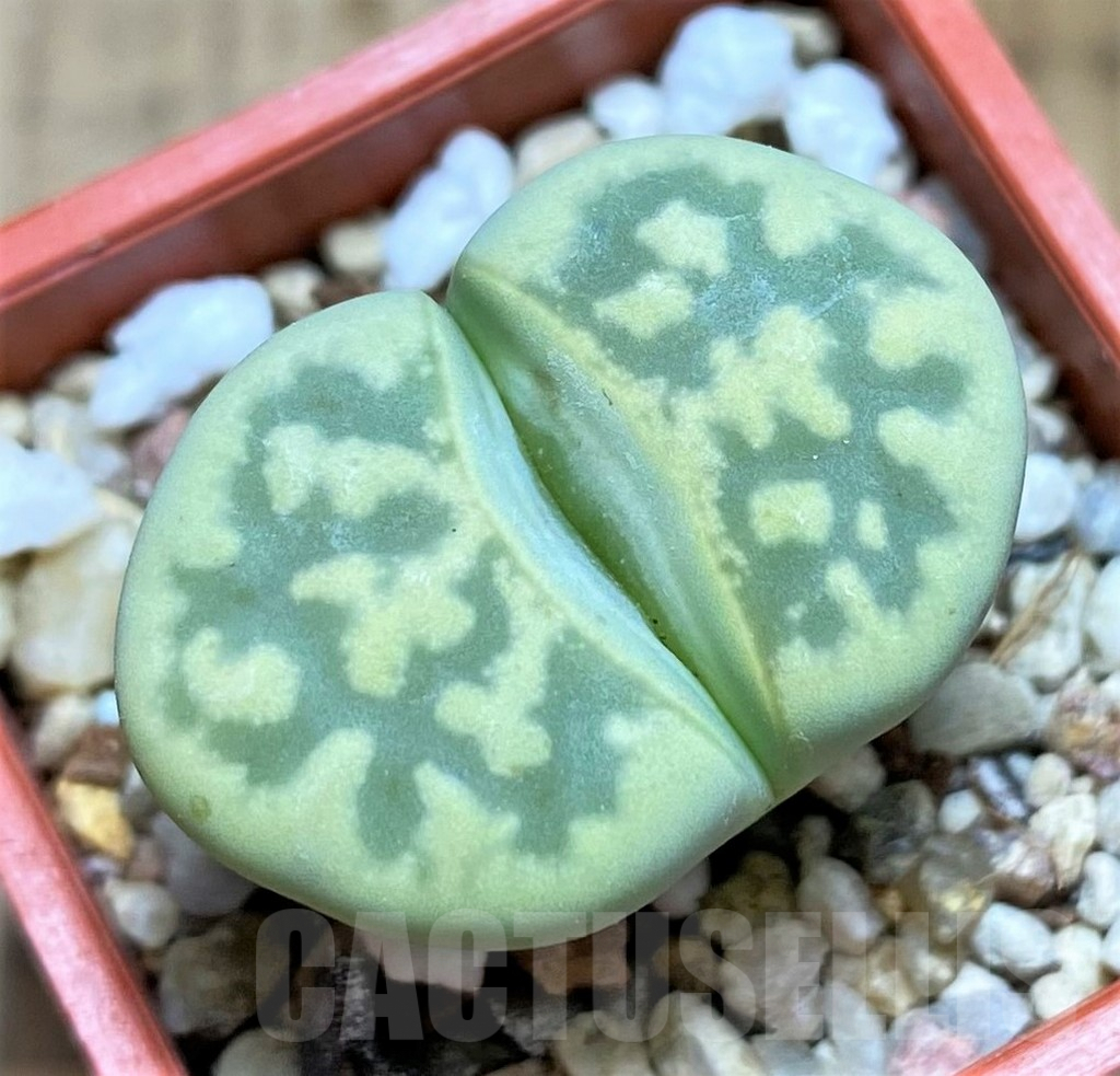 SHPR34606 Lithops bella 'Green vermilion'