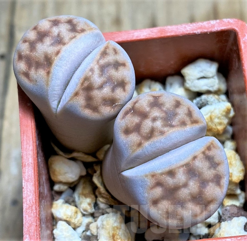 SHPR34608 Lithops karasmontana v. summitatum
