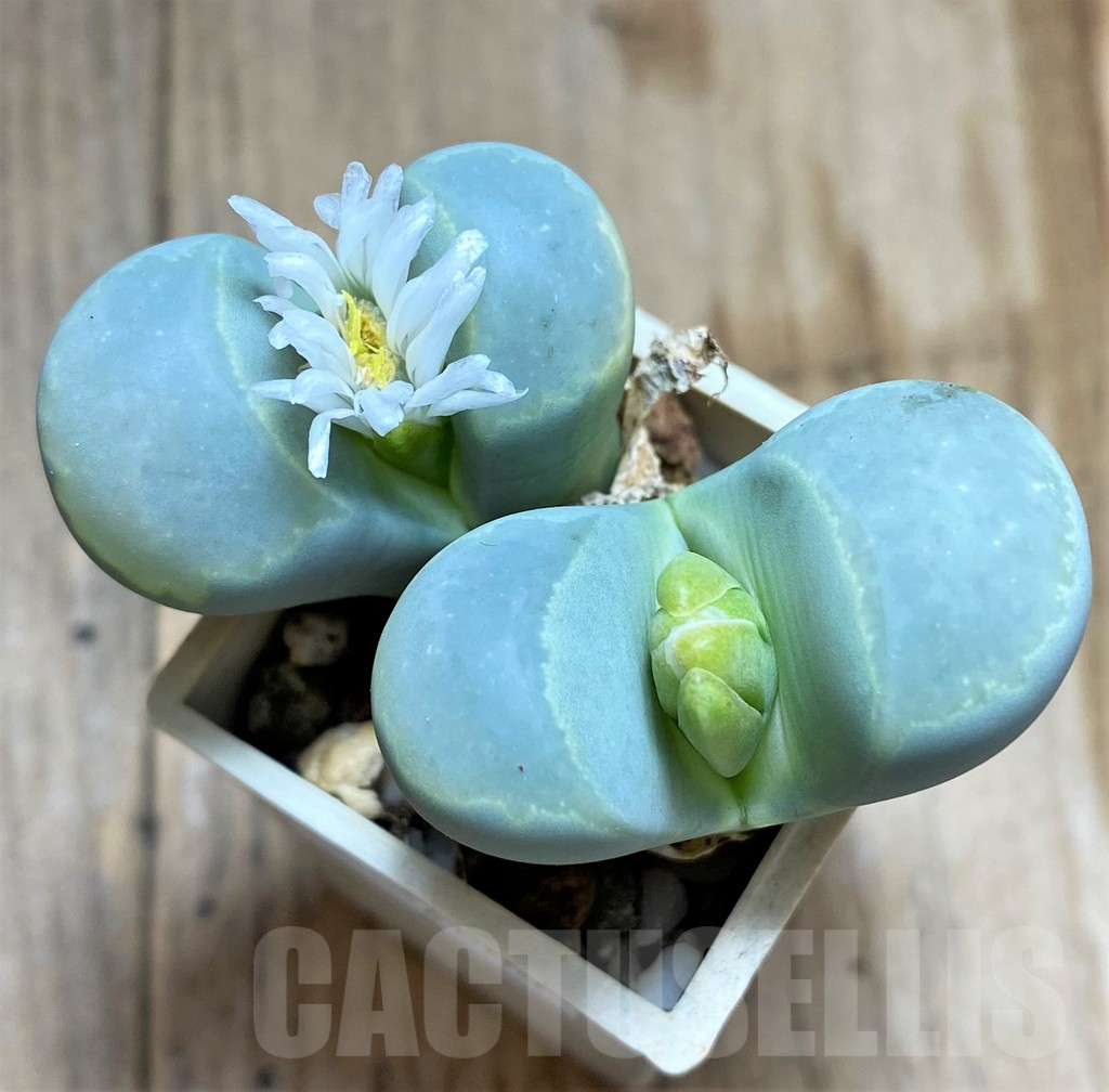 SHPR34609 Lithops marmorata 'Diutina'