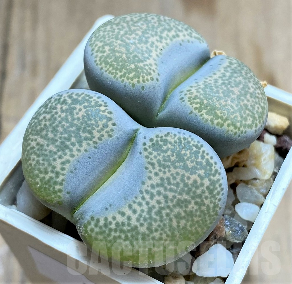 SHPR34610 Lithops terricolor f. peersii
