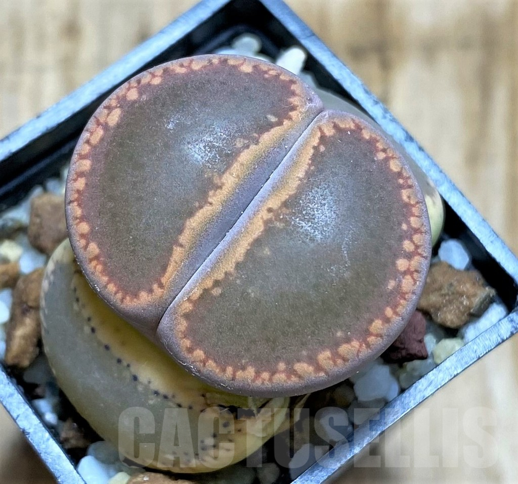 SHPR34611 Lithops aucampiae 'Nugget'