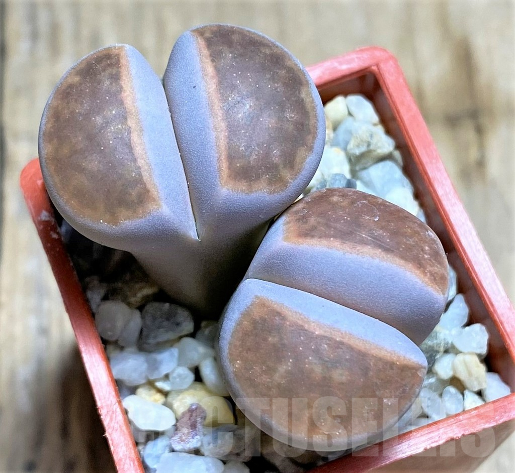 SHPR34613 Lithops karasmontana 'Lateritia'