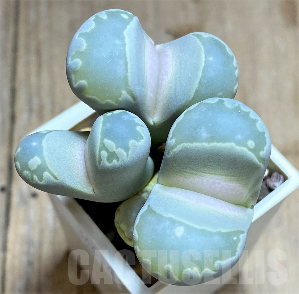 SHPR34614 Lithops otzeniana