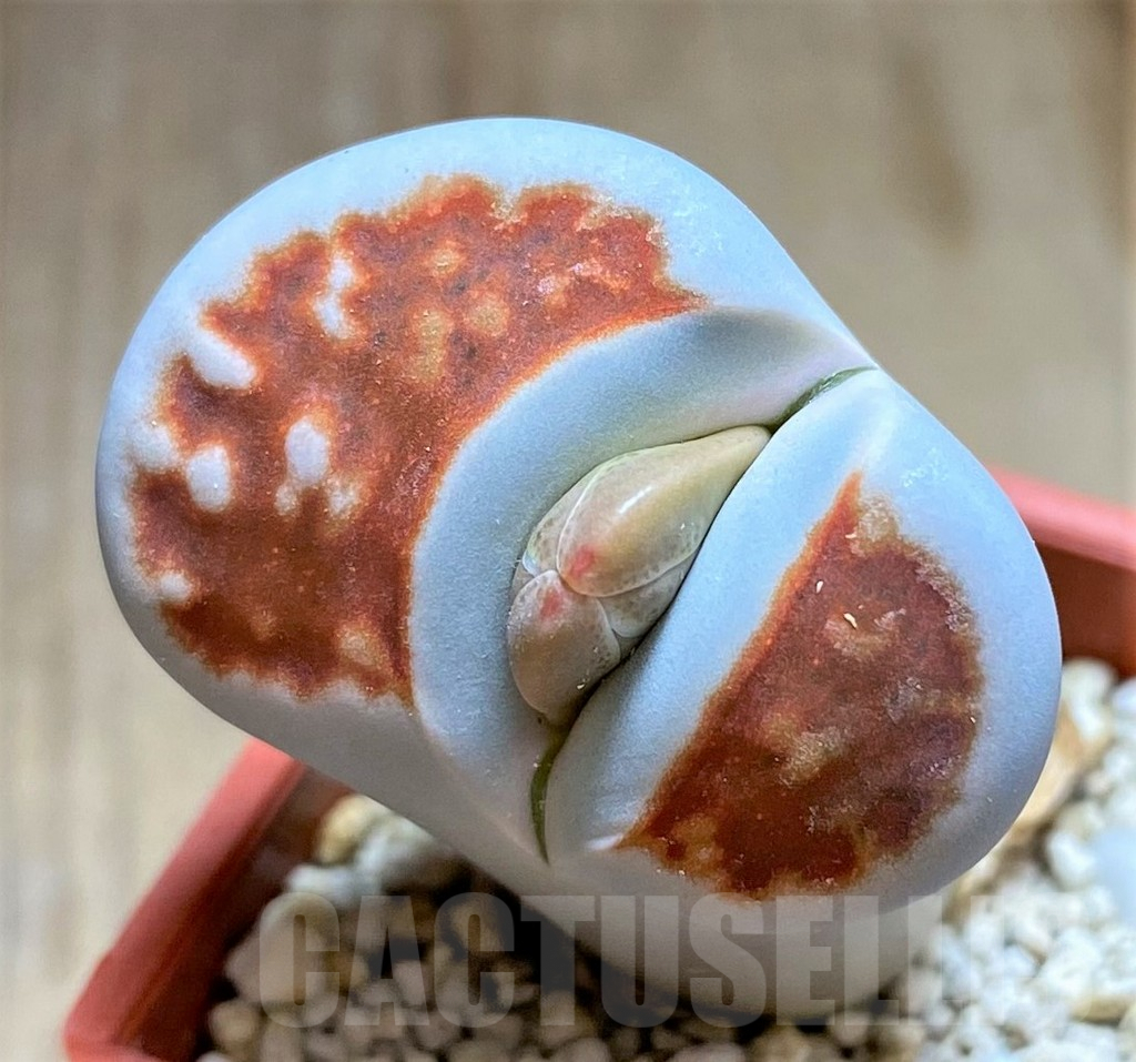 SHPR34615 Lithops karasmontana 'Lateritia'
