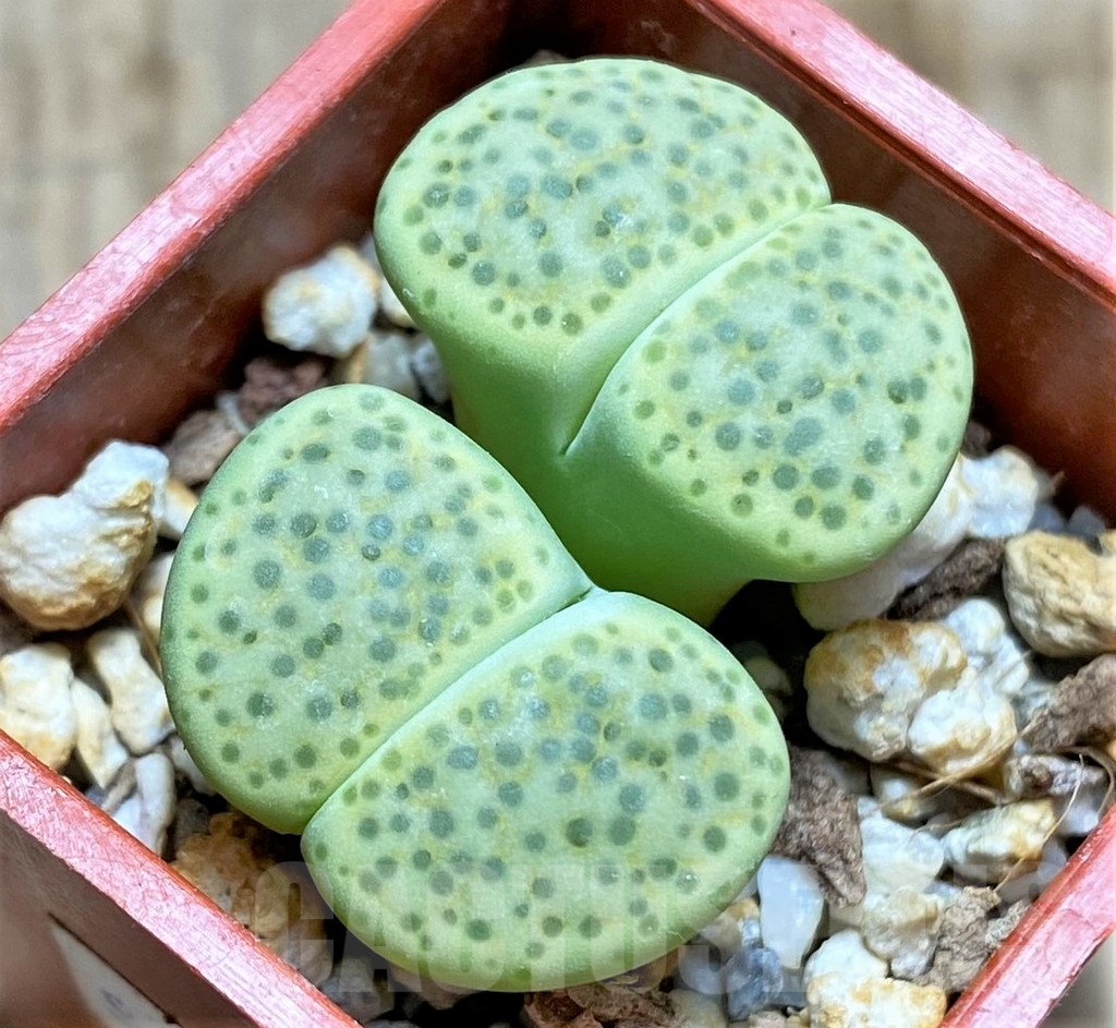 SHPR34617 Lithops fulviceps v. aurea C363