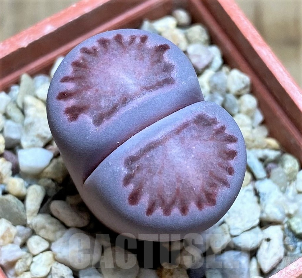 SHPR34623 Lithops salicola 'Sato's Violet' x julii 'Kikushogiyoku'