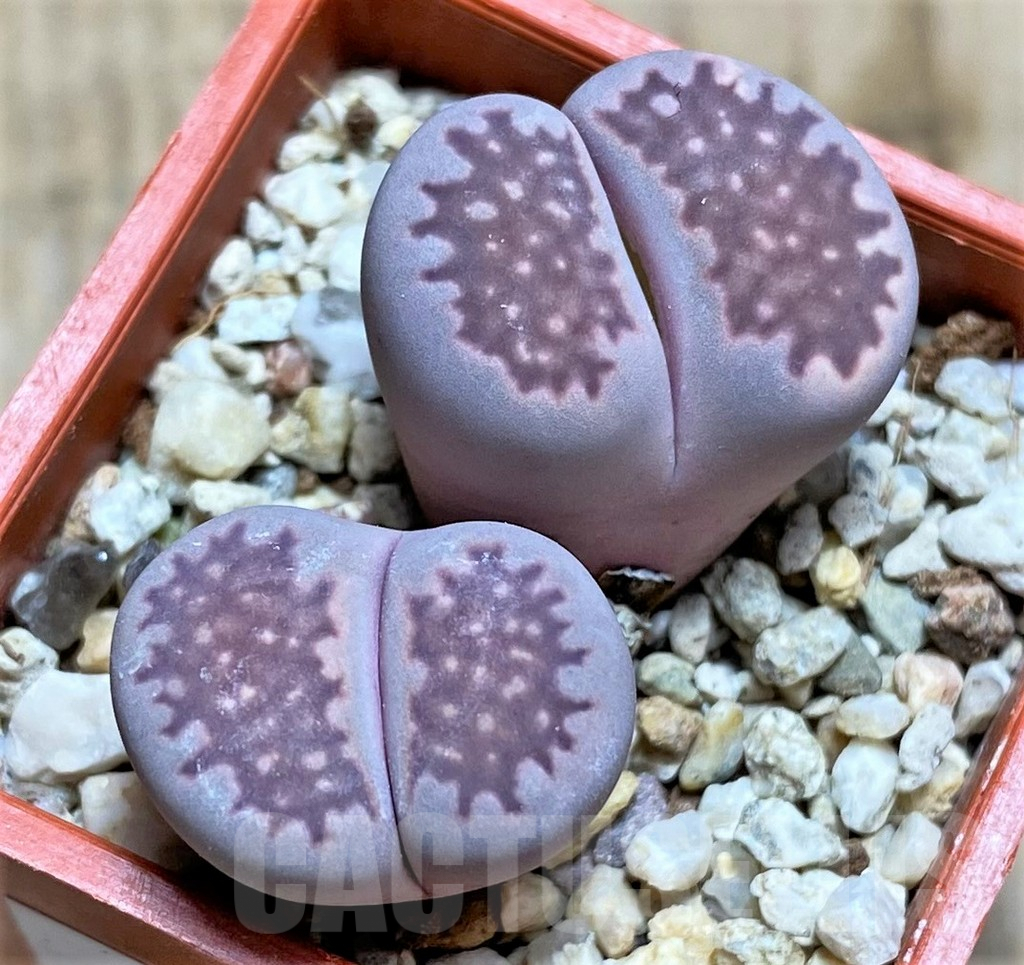 SHPR34630 Lithops salicola ‘Sato’s Violet’ hybrid