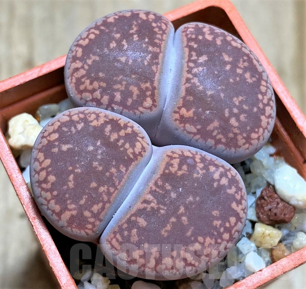 SHPR34635 Lithops aucampiae 'Kuruman'