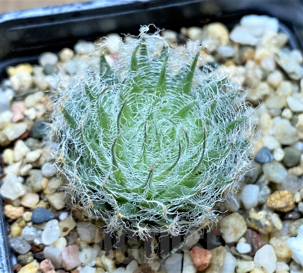 SHPR34654 Haworthia capillaris -Skietfontein- - Зображення 2