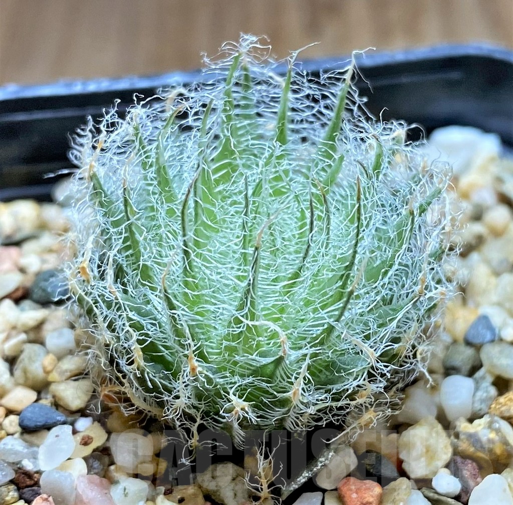 SHPR34654 Haworthia capillaris -Skietfontein-