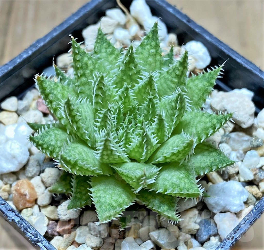 SHPR34656 Haworthia herbacea IB8905 - 画像 (2)
