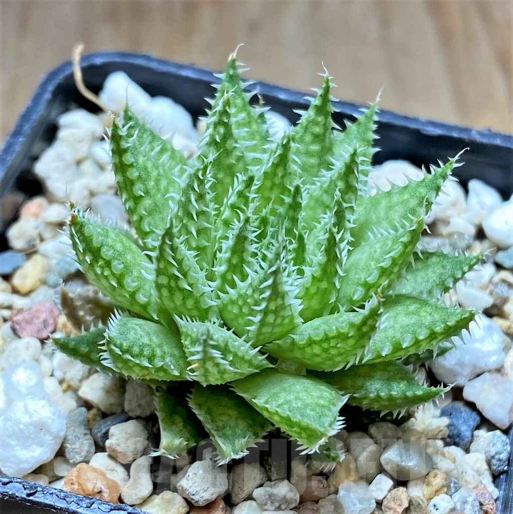 SHPR34656 Haworthia herbacea IB8905