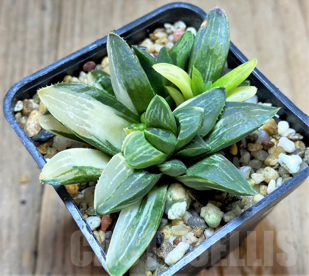 SHPR34657 Haworthia retusa f. variegata - immagine 2