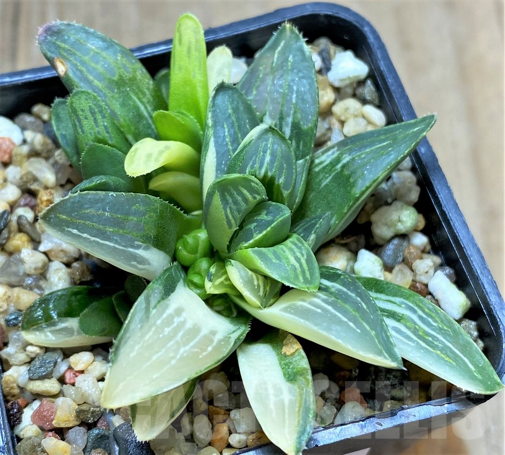 SHPR34657 Haworthia retusa f. variegata