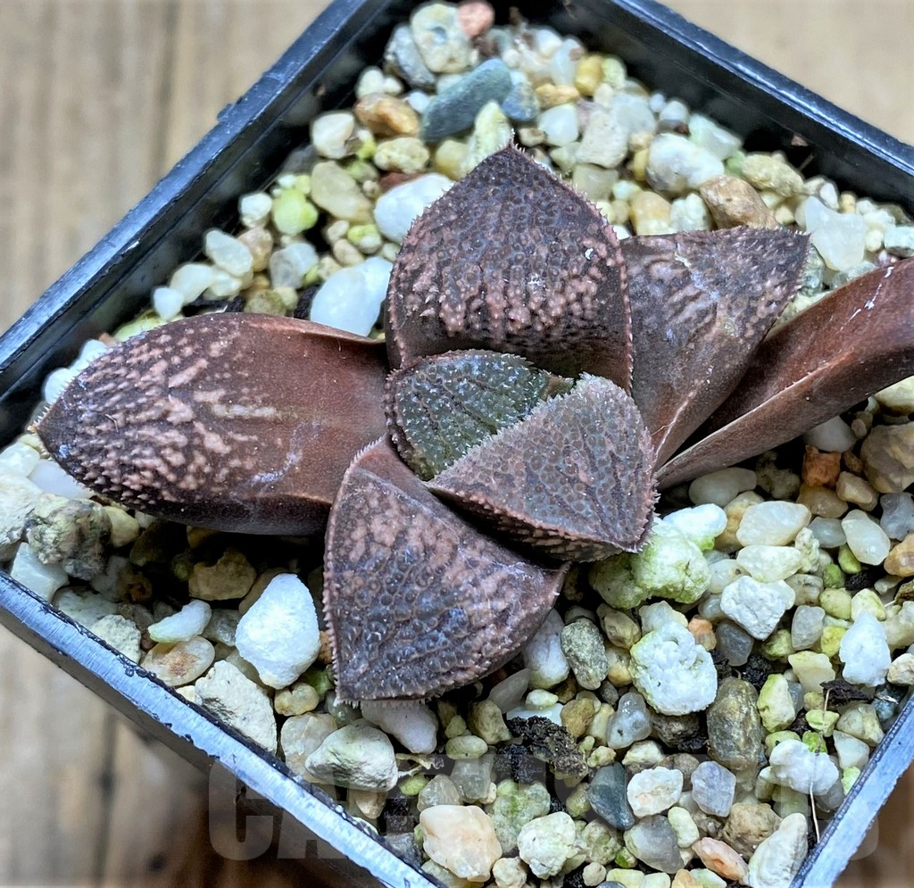 SHPR34659 Haworthia splendens hybrid - Image 2