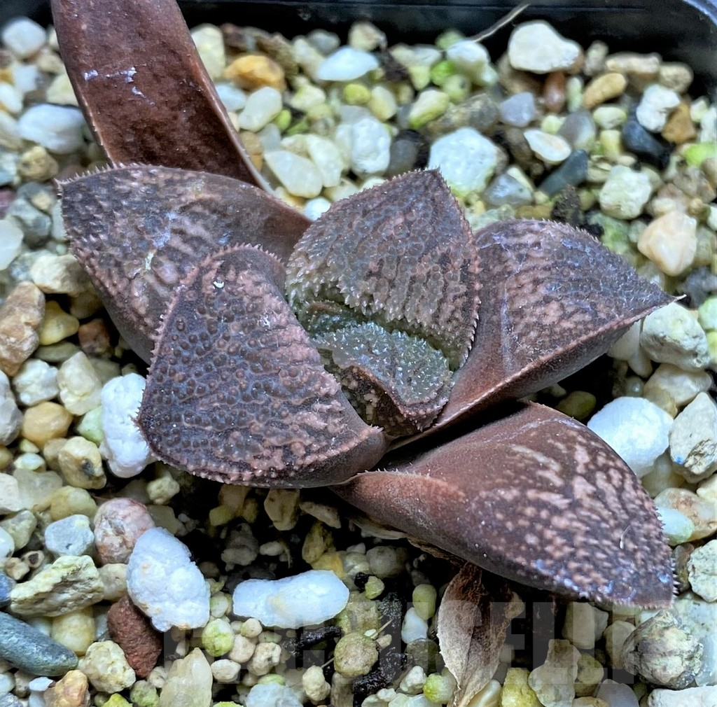 SHPR34659 Haworthia splendens hybrid