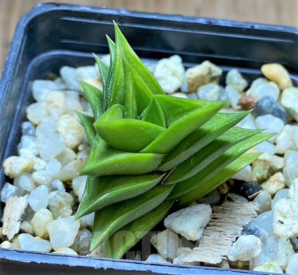 SHPR34661 Haworthia viscosa, MG 3991