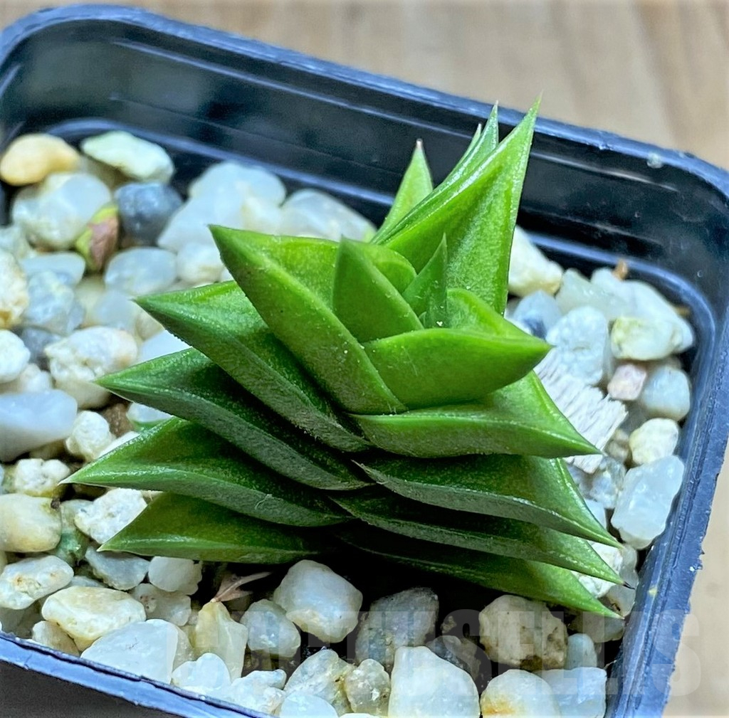 SHPR34661 Haworthia viscosa, MG 3991 - immagine 2