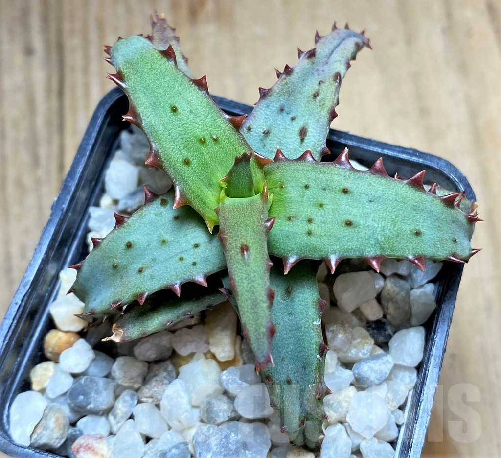 SHPR34663 Aloe castilloniae - Obrázek 2