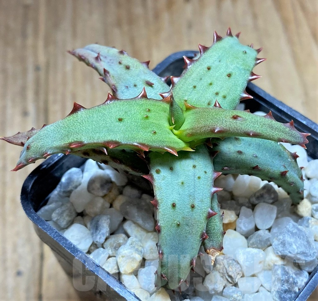 SHPR34663 Aloe castilloniae