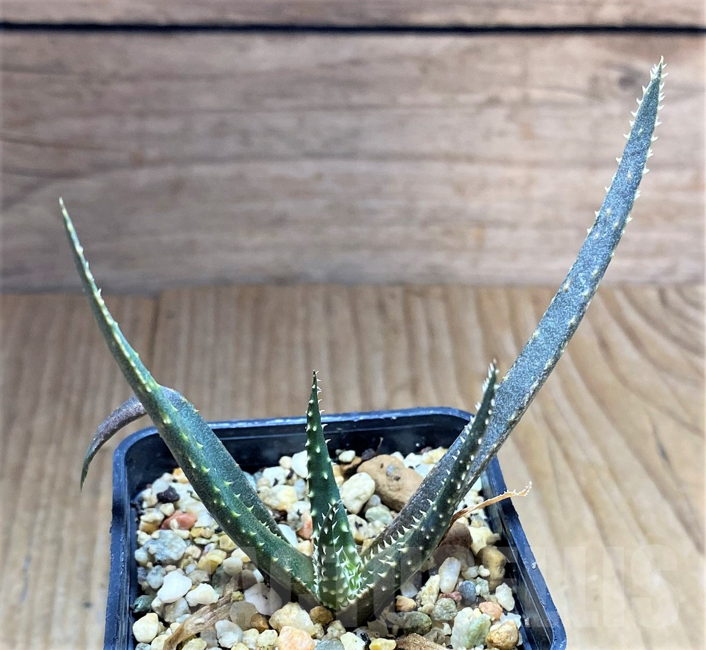 SHPR34664 Aloe florenceae - Image 2