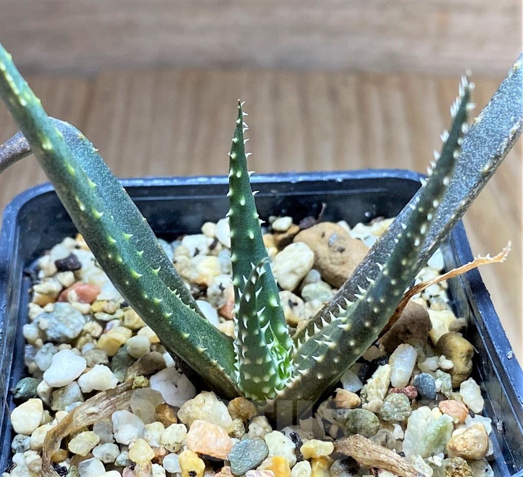 SHPR34664 Aloe florenceae