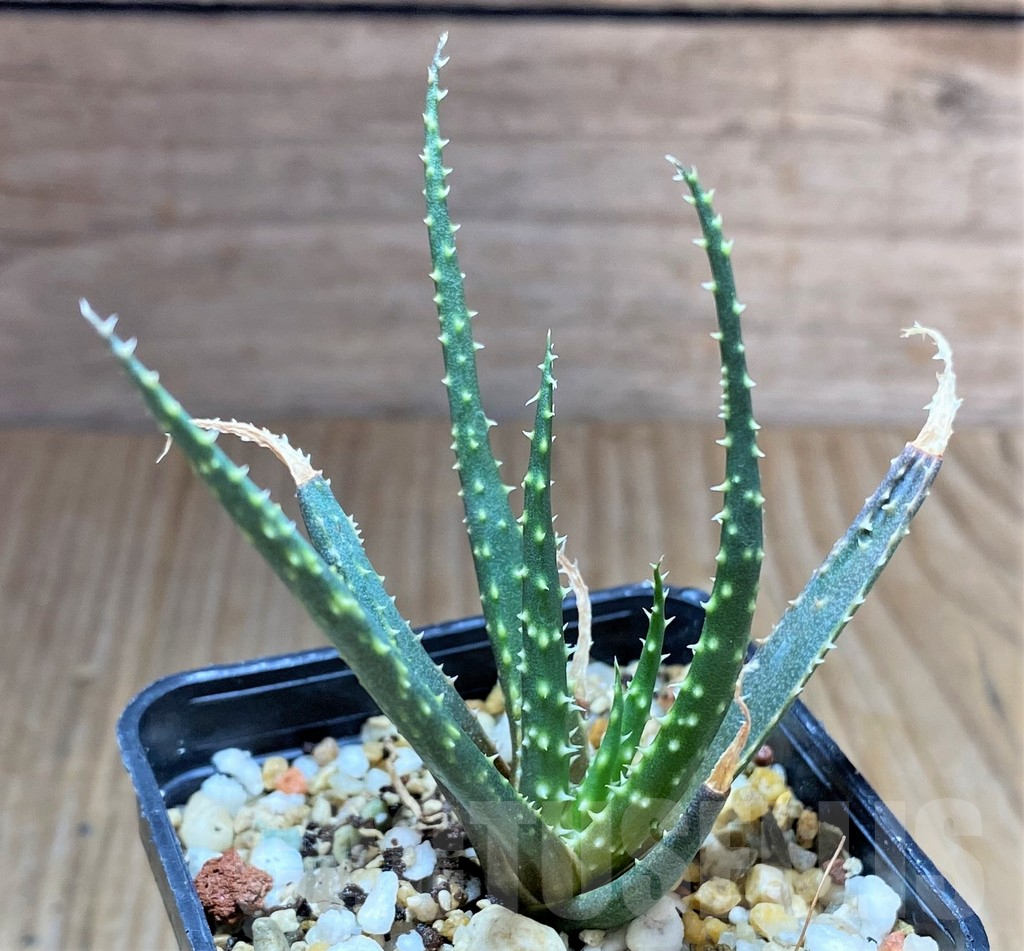 SHPR34665 Aloe florenceae