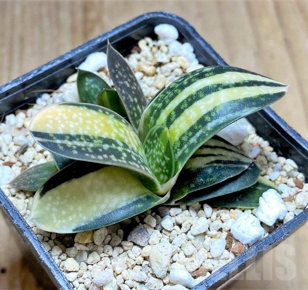 SHPR34666 Gasteria minima f. variegata - Image 2