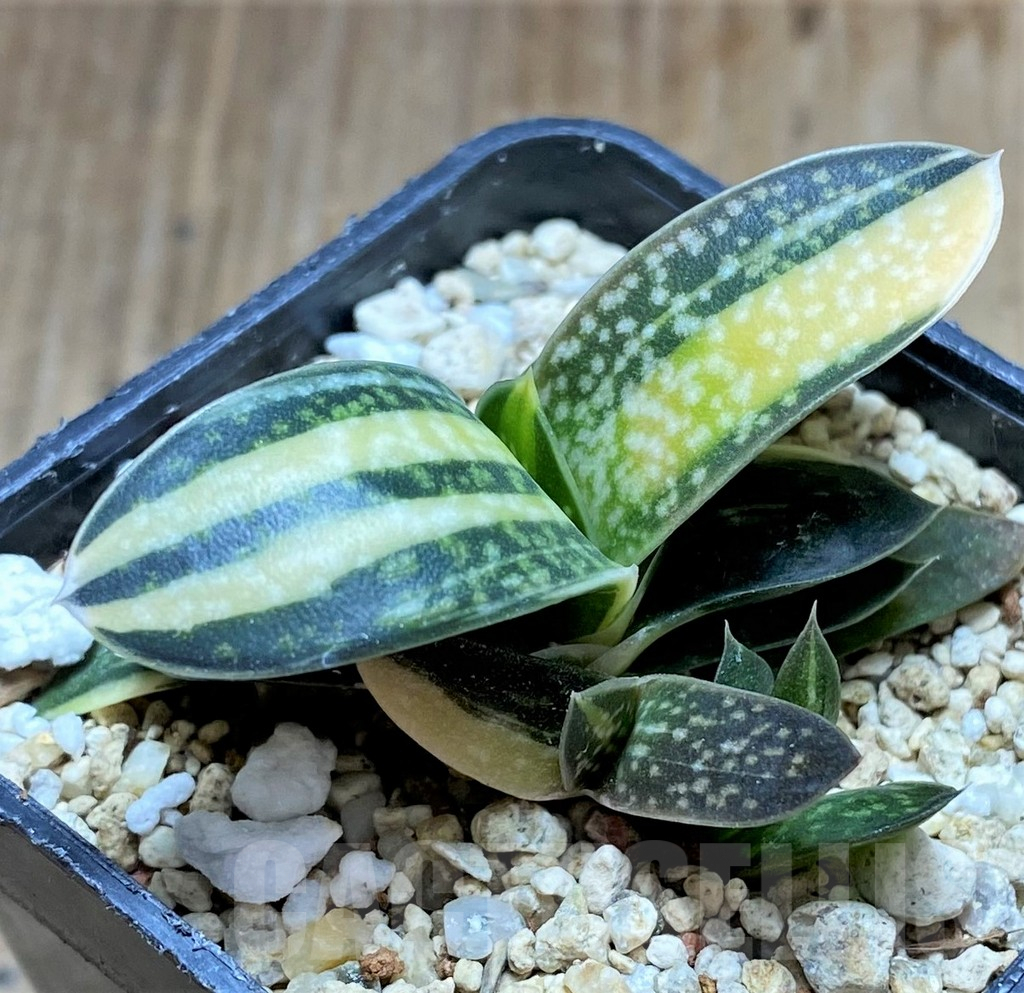 SHPR34666 Gasteria minima f. variegata