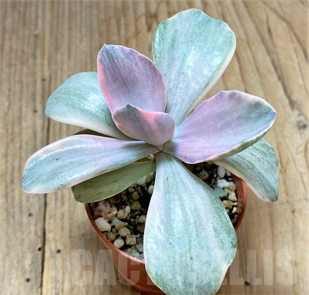 SHPR34667 Echeveria 'Decora' - Image 2